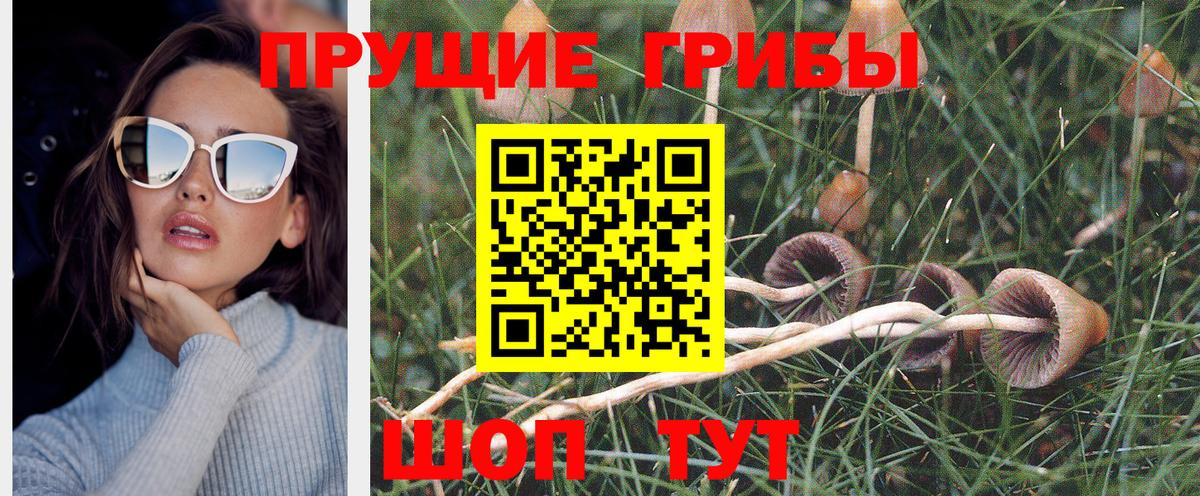 как найти   Псилоцибиновые грибы мицелий  Новый Уренгой  Вход с VPN  Галлюциногенные грибы Cubensis 